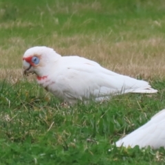 Cacatua tenuirostris at Greenway, ACT - 14 Aug 2023 02:38 PM