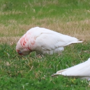 Cacatua tenuirostris at Greenway, ACT - 14 Aug 2023 02:38 PM