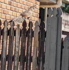 Centropus phasianinus (Pheasant Coucal) at Deeragun, QLD - 15 Aug 2023 by Cath68