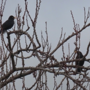 Turdus merula at Macarthur, ACT - 14 Aug 2023 12:48 PM