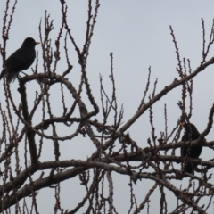 Turdus merula at Macarthur, ACT - 14 Aug 2023 12:48 PM