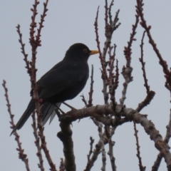 Turdus merula at Macarthur, ACT - 14 Aug 2023 12:48 PM