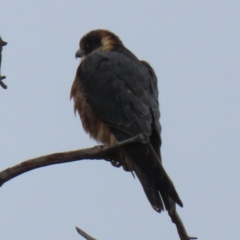 Falco longipennis (Australian Hobby) at Macarthur, ACT - 14 Aug 2023 by RodDeb