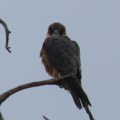 Falco longipennis at Macarthur, ACT - 14 Aug 2023