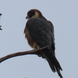 Falco longipennis at Macarthur, ACT - 14 Aug 2023