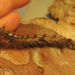 Porela delineata (Lined Porela) at Conder, ACT - 7 Feb 2023 by michaelb