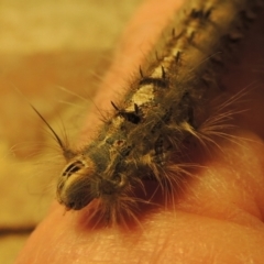 Porela delineata at Conder, ACT - 8 Feb 2023