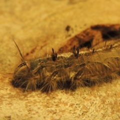 Porela delineata at Conder, ACT - 8 Feb 2023 09:28 AM