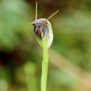 Pterostylis pedunculata at Woodlands, NSW - 15 Aug 2023