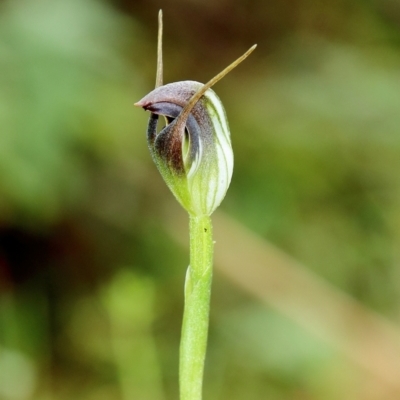 Pterostylis pedunculata (Maroonhood) at Mittagong - 15 Aug 2023 by Snowflake