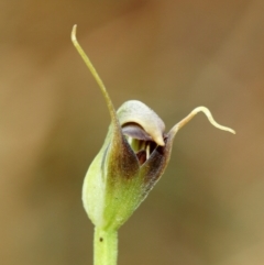 Pterostylis pedunculata at Woodlands, NSW - 15 Aug 2023