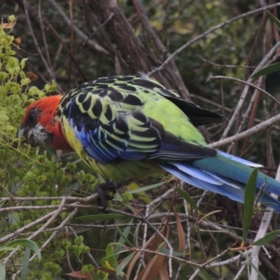 Platycercus eximius (Eastern Rosella) at Conder, ACT - 13 Feb 2023 by michaelb