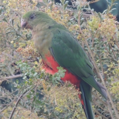 Alisterus scapularis (Australian King-Parrot) at Conder, ACT - 14 Feb 2023 by michaelb
