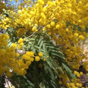 Acacia dealbata at Conder, ACT - 15 Aug 2023