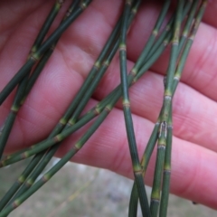 Casuarina glauca at Surfside, NSW - 13 Aug 2023