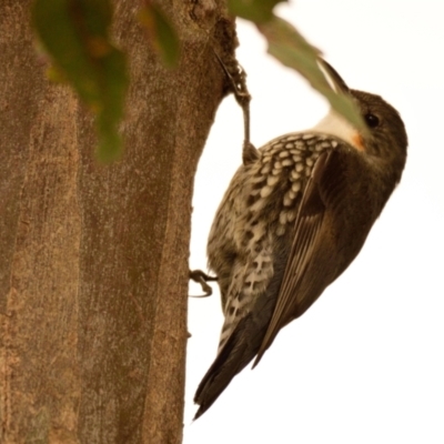 Cormobates leucophaea (White-throated Treecreeper) at Woodstock Nature Reserve - 15 Aug 2023 by Thurstan