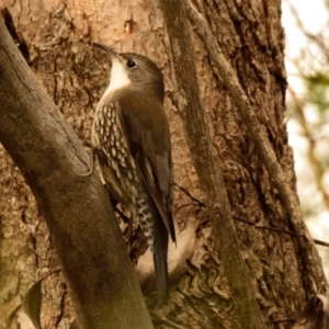 Cormobates leucophaea at Belconnen, ACT - 15 Aug 2023