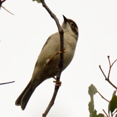 Melithreptus brevirostris (Brown-headed Honeyeater) at Belconnen, ACT - 15 Aug 2023 by Thurstan