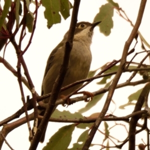 Melithreptus brevirostris at Belconnen, ACT - 15 Aug 2023