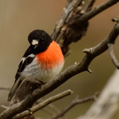 Petroica boodang (Scarlet Robin) at Belconnen, ACT - 15 Aug 2023 by Thurstan