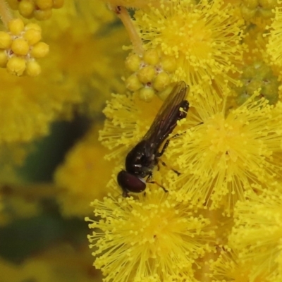 Unidentified Hover fly (Syrphidae) at Theodore, ACT - 15 Aug 2023 by owenh