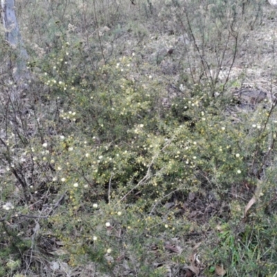 Acacia ulicifolia (Prickly Moses) at Fadden, ACT - 15 Aug 2023 by LPadg