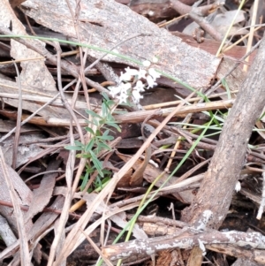 Cryptandra amara at Fadden, ACT - 15 Aug 2023 02:45 PM