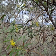 Acacia rubida (Red-stemmed Wattle, Red-leaved Wattle) at Wanniassa Hill - 15 Aug 2023 by LPadg