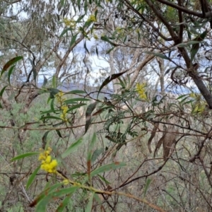 Acacia rubida at Macarthur, ACT - 15 Aug 2023