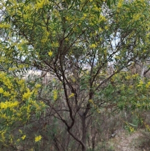 Acacia rubida at Macarthur, ACT - 15 Aug 2023 02:33 PM