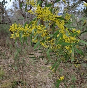 Acacia rubida at Macarthur, ACT - 15 Aug 2023