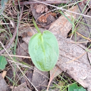 Zantedeschia aethiopica at Macarthur, ACT - 15 Aug 2023