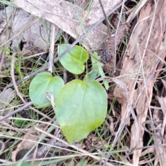 Zantedeschia aethiopica at Macarthur, ACT - 15 Aug 2023 02:31 PM