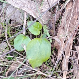 Zantedeschia aethiopica at Macarthur, ACT - 15 Aug 2023