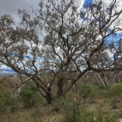 Eucalyptus nortonii (Large-flowered Bundy) at Fadden, ACT - 15 Aug 2023 by LPadg