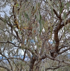Eucalyptus nortonii at Fadden, ACT - 15 Aug 2023