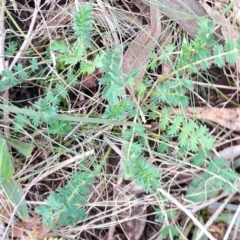 Acaena sp. (A Sheep's Burr) at Wanniassa Hill - 15 Aug 2023 by LPadg