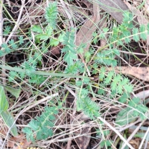 Acaena (genus) at Fadden, ACT - 15 Aug 2023