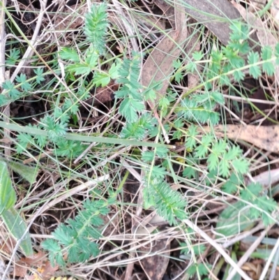 Acaena sp. (A Sheep's Burr) at Fadden, ACT - 15 Aug 2023 by LPadg