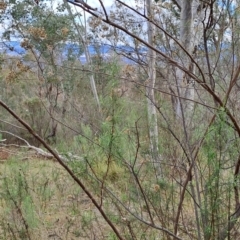 Cassinia quinquefaria at Fadden, ACT - 15 Aug 2023