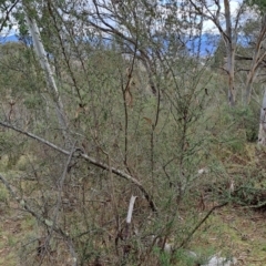 Bursaria spinosa subsp. lasiophylla (Australian Blackthorn) at Fadden, ACT - 15 Aug 2023 by LPadg