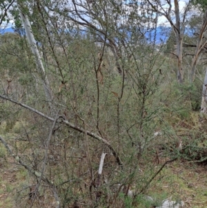 Bursaria spinosa subsp. lasiophylla at Fadden, ACT - 15 Aug 2023