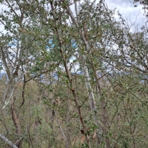 Bursaria spinosa subsp. lasiophylla at Fadden, ACT - 15 Aug 2023