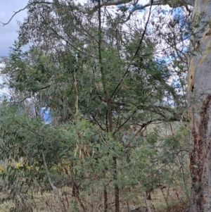 Acacia mearnsii at Fadden, ACT - 15 Aug 2023 01:50 PM