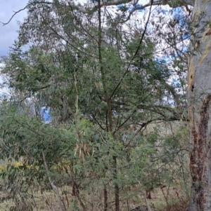 Acacia mearnsii at Fadden, ACT - 15 Aug 2023