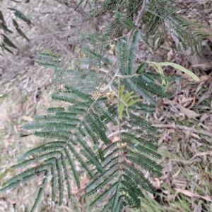 Acacia mearnsii at Fadden, ACT - 15 Aug 2023 01:50 PM