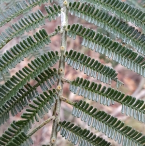 Acacia mearnsii at Fadden, ACT - 15 Aug 2023 01:50 PM