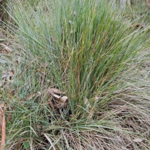 Lomandra multiflora at Fadden, ACT - 15 Aug 2023