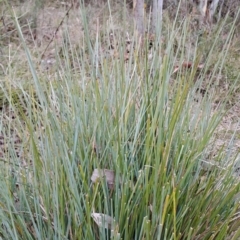 Lomandra multiflora at Fadden, ACT - 15 Aug 2023