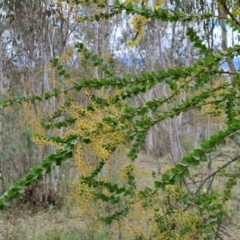 Acacia pravissima (Wedge-leaved Wattle, Ovens Wattle) at Fadden, ACT - 15 Aug 2023 by LPadg